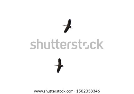 Remote photo a flock of Egrets birds are flying in the sky. Flying around in the sky. Egret isolated and white background. With clipping path.