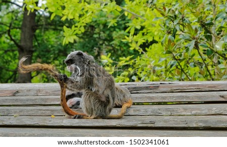 Closeup portrait of a Emperor Tamarin Saguinus imperator, primate in a tree on a bright, vibrant and sunny day. avifauna the netherlands Royalty-Free Stock Photo #1502341061