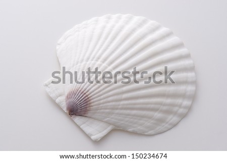 beautiful shell on white