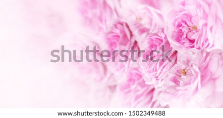 Beautiful pink rose blossom blurred depth of field background