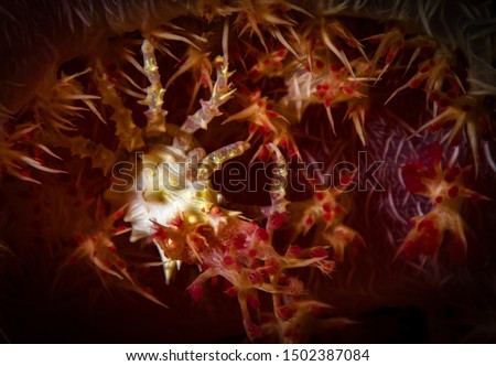 coral crab moalboal diving cebu
