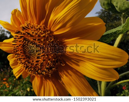 Large sunflower Buds against the sky. Close-up photo