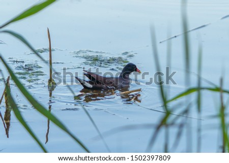 duck swimming oround on the lake