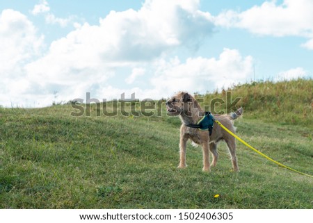Border Terrier is leashed in the dune grass, dog images, dog picture