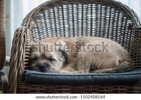 Border terrier, sleeps in a wicker rattan chair, sleeping dog, dog images, dog picture