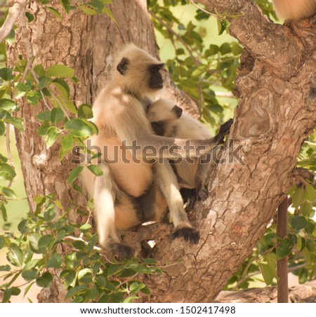 The Responses of a baby monkey is similar to those as a human baby. The above picture depicts a typical north Indian Langur. The wildlife and habitat cannot speak,so we must.