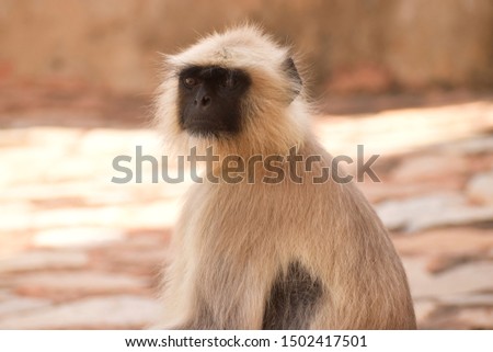 The Responses of a baby monkey is similar to those as a human baby. The above picture depicts a typical north Indian Langur. The wildlife and habitat cannot speak,so we must.
