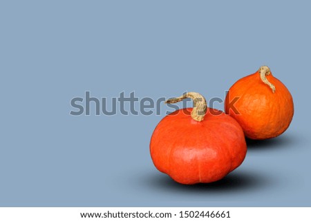 two beautiful orange pumpkins isolated on a white background, halloween holiday concept, close-up, copy space