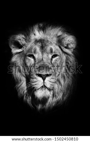Close-up portrait of a powerful male lion isolated on a black background, powerful head and beautiful hairy mane. black and white photo