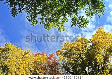 autumn colorful tree crowns against the blue sky