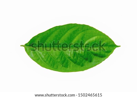 Ma Fai leaves or leaves of a tree of the family euphorbiaceae, isolated on white background with clipping path. For decoration design.