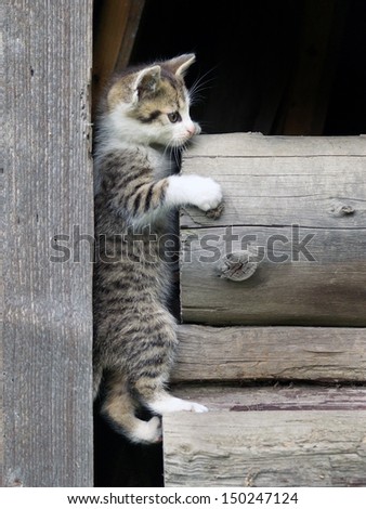 Vertical view of young kitten climbing and having fun on logs of stacked wood.