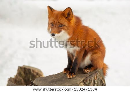 red sly Fox sitting on a stump
