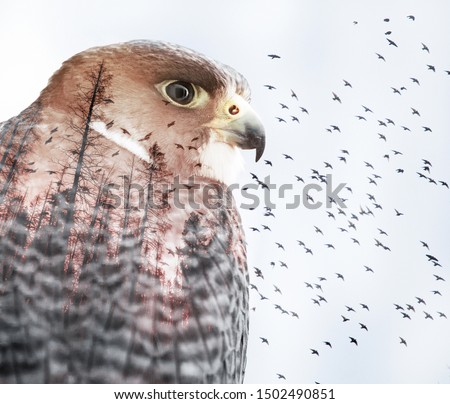 double exposure of a peregrine falcon with pine trees and birds flying