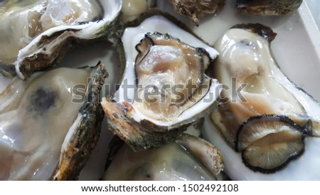 Group of Raw Fresh close up giant open oysters in a Shell serving on the white plate, Freshness seafood from fishery boat at fresh market, food backgrounds