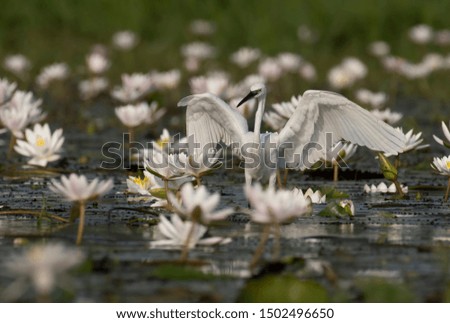Little Egret in water lily pond