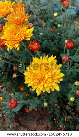 A bright yellow chrysanthemum (mums) is certainly to enhance beauty of any garden or container. These bloom in late summer and continue till fall.