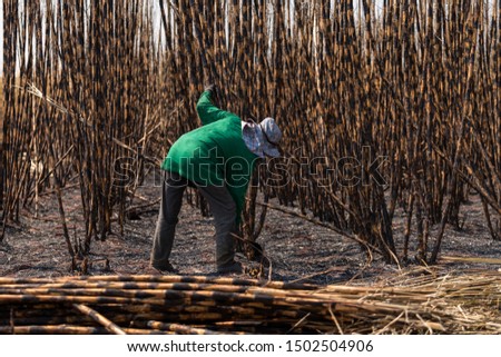 People are harvesting sugar cane for sale to sugar factories