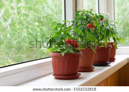 Small bush of balcony cherry tomatos in brown pots on white windowsill. Gardening tomatoes in the home at summer Royalty-Free Stock Photo #1502532818
