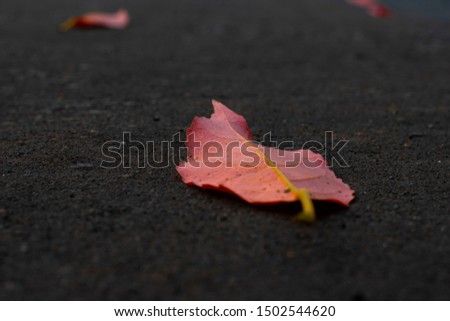 Bright red fallen leaf on asphalt road in autumn