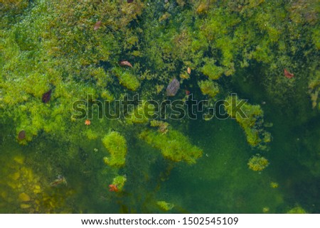 Green algae with leaves on the water on a rocky shore. Swamp.