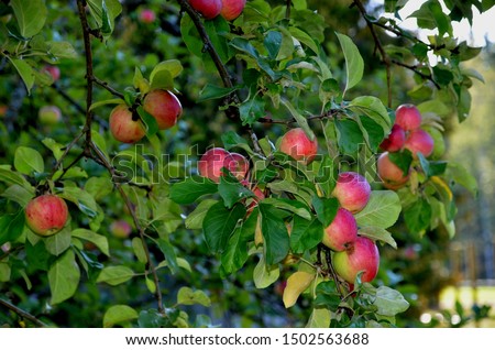 Apple tree branches filled with apples. Picture taken in Finland