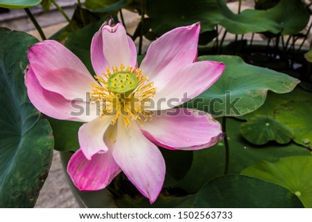 Beautiful pink and white lotus flower 