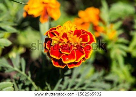 Marigold,yellow flower,Marigold tree,orange marigold,Marigold petals Royalty-Free Stock Photo #1502565992