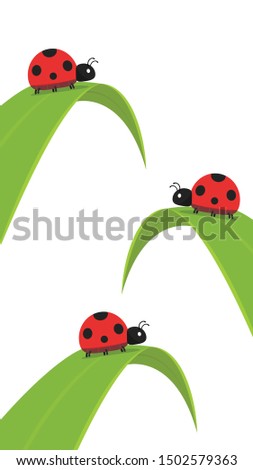Ladybug on leaf. wallpaper. free space for text. background. symbol. ladybug on white background.