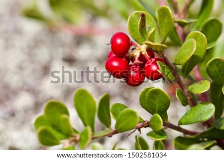 A branch of common bearberry (arctostaphylos uva-ursi) with red fruits. Season: Summer 2019. Location: Western Siberian taiga. Royalty-Free Stock Photo #1502581034