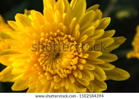 yellow chrysanthemum in planting,flower garden,forest flower Royalty-Free Stock Photo #1502584394