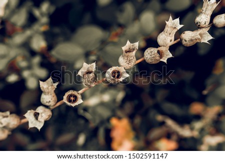 autumn flowers on a clear Sunny day in a Park or garden 
