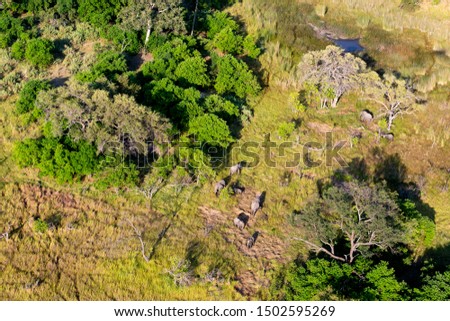 Aerial view to bush of delta Okavango with elephant.