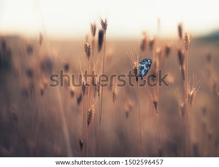 Butterfly sitting alone on grass and enjoying the last minutes of the day