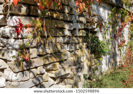 old stone wall with green leaves