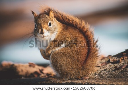 Beautiful little squirrel in the forest