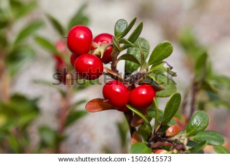Glossy skinned fruits of common bearberry (arctostaphylos uva-ursi). Season: Summer 2019. Location: Western Siberian taiga. Royalty-Free Stock Photo #1502615573