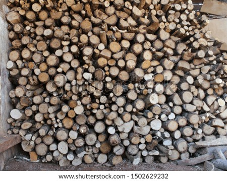 Wood texture background, cut tree trunk.