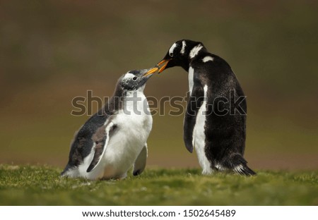 Close up of a Gentoo penguin chick asking for food, Falkland Islands.