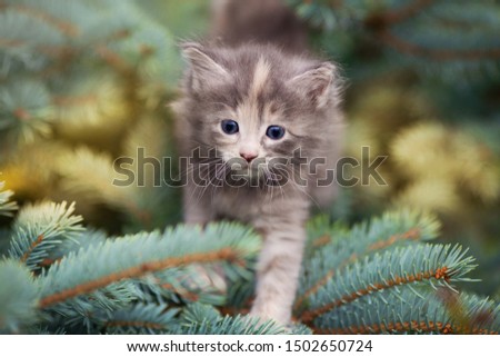 Cute kitten sits on the branches of a Christmas tree at sunset