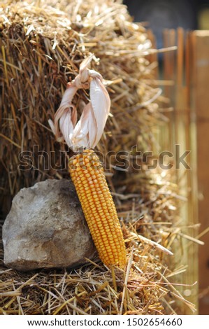 Corn on the straw.  
Autumn is coming. Concept of autumn. Season decoration, background. Tradition rustic arrangement.