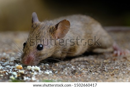 House mouse feeding in urban house garden on seed meant for birds. Royalty-Free Stock Photo #1502660417