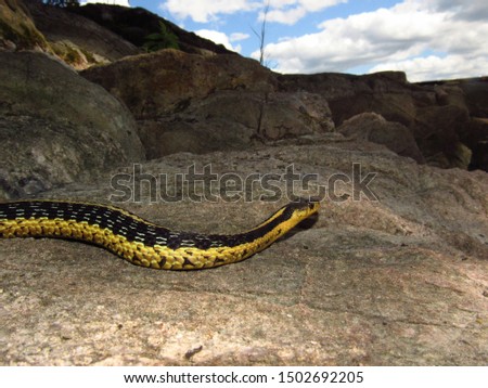 Eastern Garter Snake (Thamnophis sirtalis) climbing through island rocks with sky in background, Thousand Islands, New York
