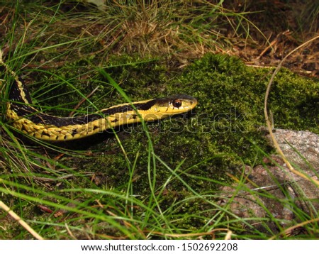 Eastern Garter Snake (Thamnophis sirtalis) moving through thick grass onto green moss, Thousand Islands, New York