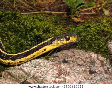 Eastern Garter Snake (Thamnophis sirtalis) on green mossy rock, Thousand Islands, New York
