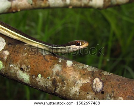 Eastern Ribbon Snake (Thamnophis sauritus) sitting on lichen covered branch with grass in background close up, Mantanzas State  Forest, Florida