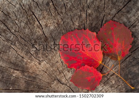 Red autumn leaves lie on a wood surface. Template blank for autumn themes.