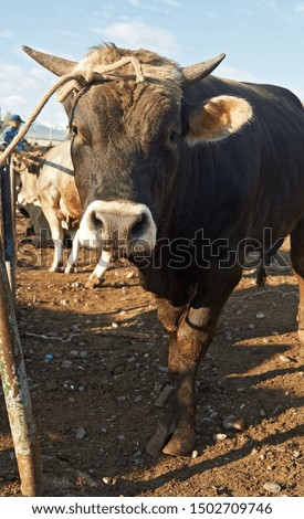 Young bull at stock market