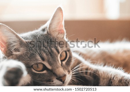 gray cat lying on a sofa in living room, close up. Pet and people