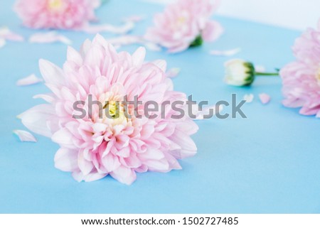 Blue background with light pink chrysanthemum flowers. Flat lay, top view